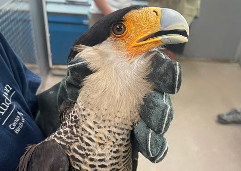 A bird of prey in a gloved hand
